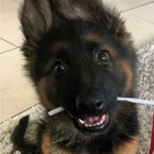 Meet your Posher, Dominic